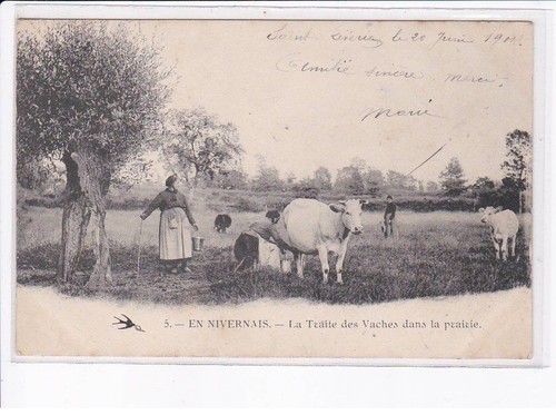 Nievre traite des vaches - nievre:, la
