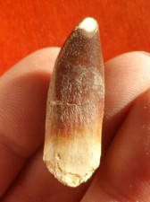 DENT DE DINOSAURE , REBBACHISAURUS