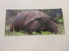 FICHE 530 PHOTO ANIMAUX Les TORTUES - Les RECORDS