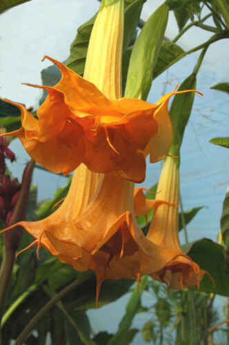 Brugmansia double orange 10 - brugmansia,