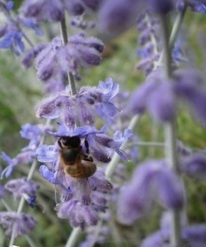 Sauge afghanistan blue - ♫,