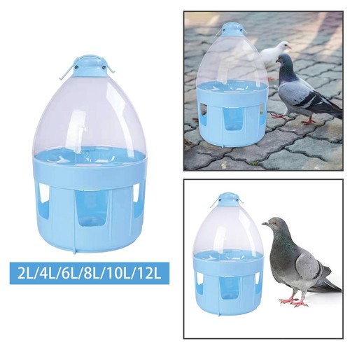 Pour pigeons mangeoire - pour, pigeons,