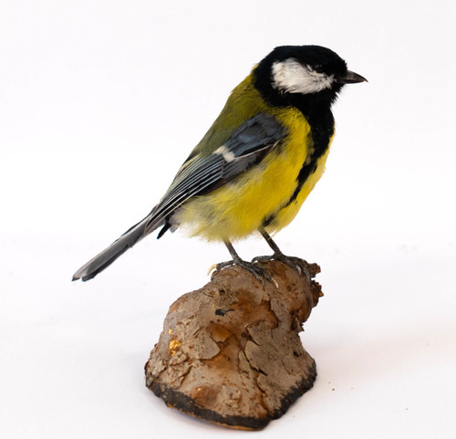 Taxidermy great tit standing - taxidermy,