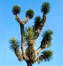 Yucca filifera | Palma China |