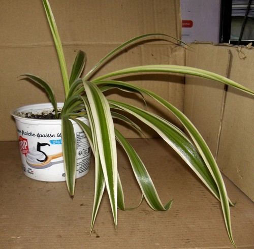 Jeune chlorophytum 5 - jeune,