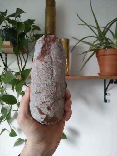 Oviraptor egg fossilized