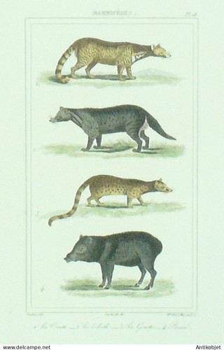 Gravure vauthier buffon - gravure, vauthier-buffon