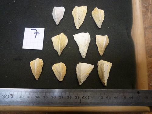 074 lithocardium - -,