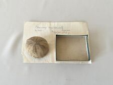 Fossile oursin Echinocorys tenuituberculatus  Maastrich Haute Garonne XIXe XXe