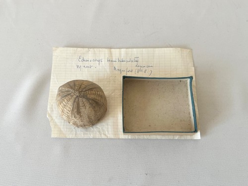 Fossile oursin echinocorys - fossile,