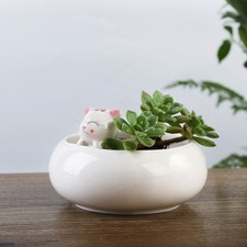 1pc céramique succulent fleur