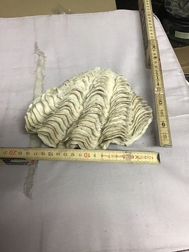 Bénitier coquillage - bénitier,