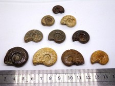 Lot de 10 ammonites différentes