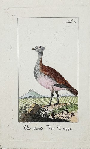 Ludwig von wildungen - ludwig,
