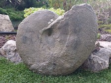 Géante Taramelliceras