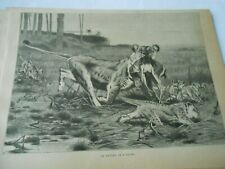 1890 Gravure Chasse tigres