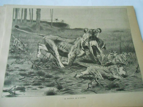 1890 gravure chasse tigres - gravure,
