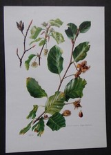 planche ARBRISSEAUX ARBUSTES ARBRES : Hêtre commun Fagus silvatica