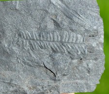 Fossile - Empreintes