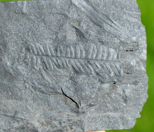 Fossile empreintes - -,