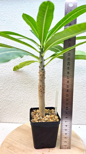 Pachypodium