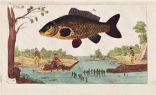 Carpe Cyprinus Poisson Pêche Gravure En Cuivre Wilhelm 1800