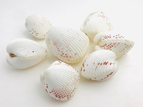 Coquillage lot fragum - de,