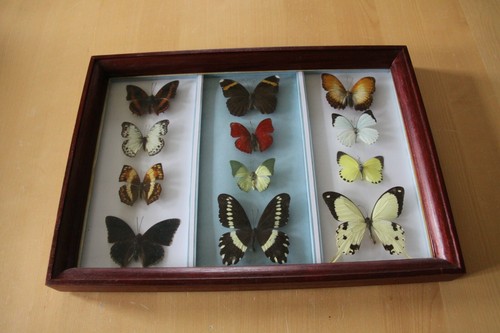Ancien cadre taxidermie avec