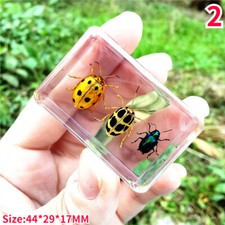 1PC Beetles Véritable Insecte