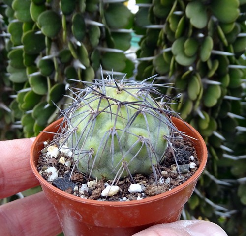 Tephrocactus geometricus - tephrocactus,