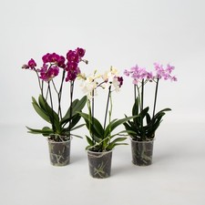 Orchidée Phalaenopsis - x3 - Phalaenopsis Multiflora - Hauteur 35-45cm - ⌀12cm