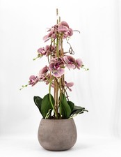 Phalaenopsis Orchidée