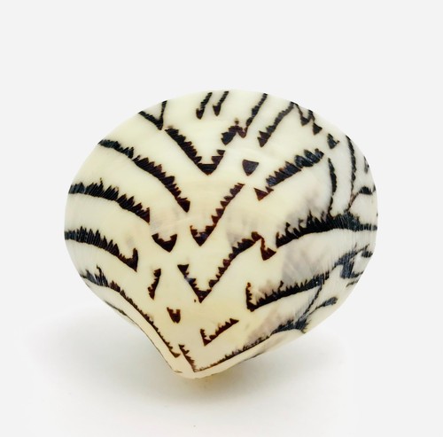 Coquillage lioconcha - -,
