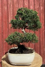 BONSAÏ JUNIPERUS CHINENSIS