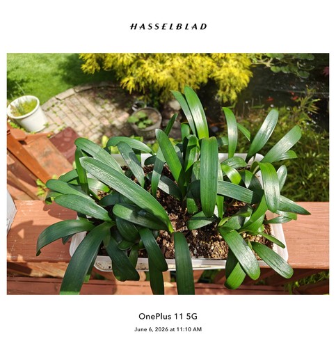 Clivia seedlings 3 leaves - (3,