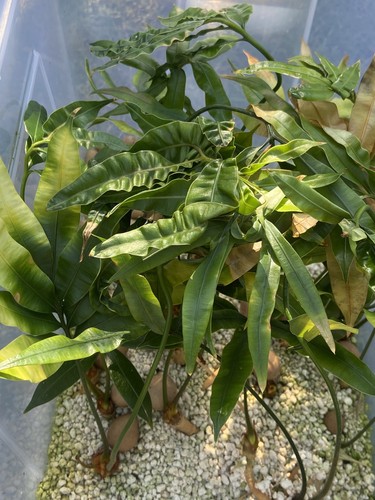 Cycas simplicipinna - cycas,