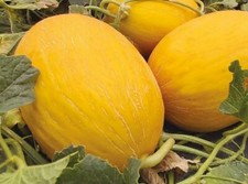 Lot De 10 Graines De Melon Jaune Canari Semences Graines Seed