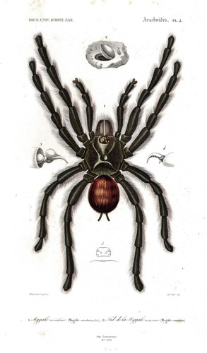 Mygale avicularia vogelspinnen - mygale,