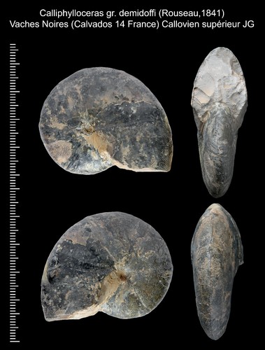 Rare belle ammonite fossile - et,