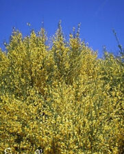 ♫ GENET SCORPION - Genista