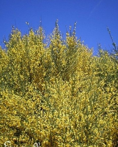 Genet scorpion genista - ♫,