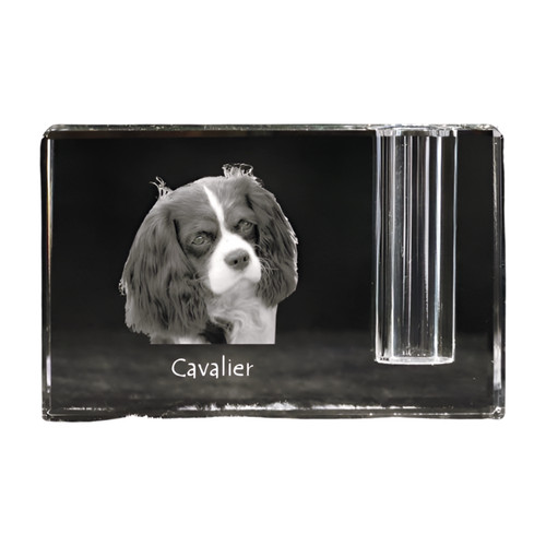 Cavalier king charles - king,