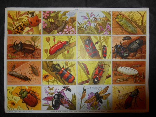 Ancienne planche scolaire - ancienne, n°