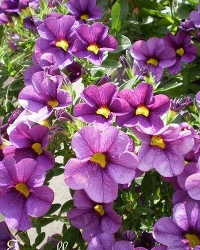 Surfinia pétunia nain - pétunia,