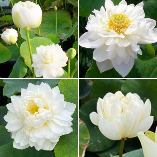 Graines fraîches lotus - graines,