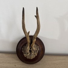 Cabinet de curiosité trophée chevreuil bois massacre vintage corne Trophy 2
