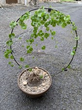 Dioscorea Éléphantipes