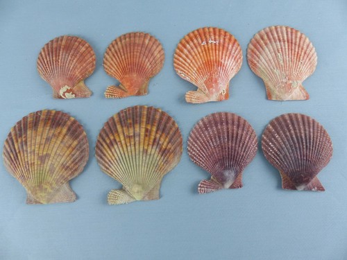 Lot coquillages chlamys - 8,