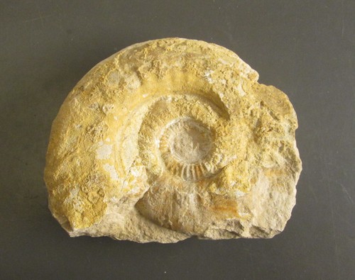 Fossile ammonite - fossile,