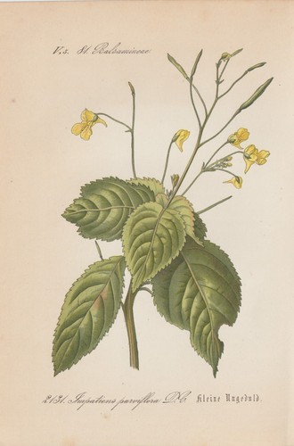 Petite impatiens - petite, (impatiens